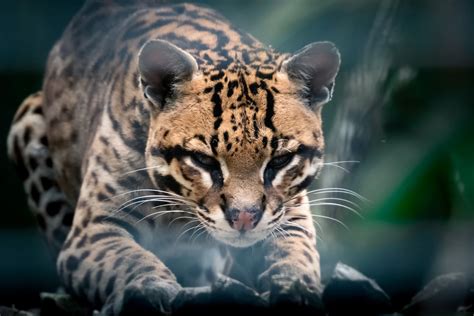 do ocelots make good pets